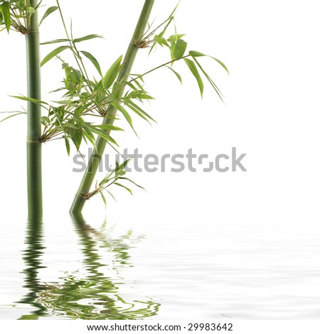 Bamboo reflection on water