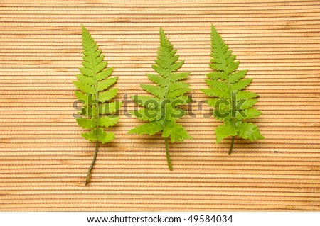 Three green fern leaves isolated over mat