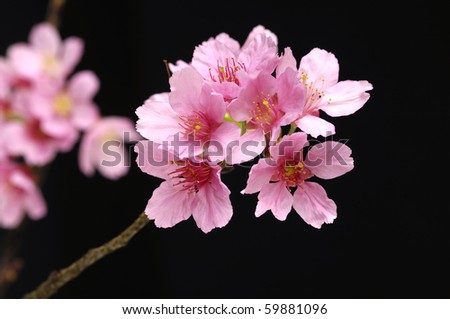 cherry tree branch. cherry tree branch silhouette.