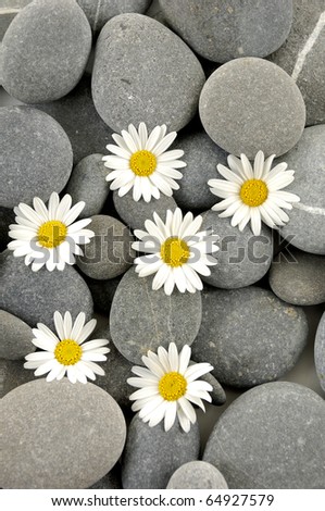 set of white daisy flower and gray pebbles