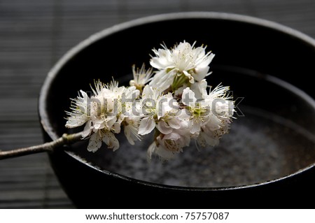 branch of cherry blossom flower in bowl