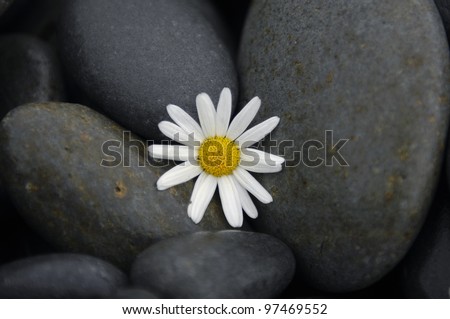 White daisy flower on pile stones