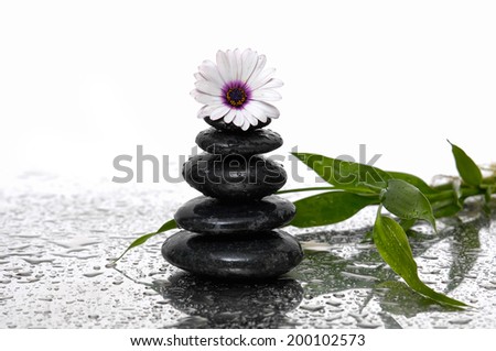 beautiful white flower and bamboo with gray stones reflection