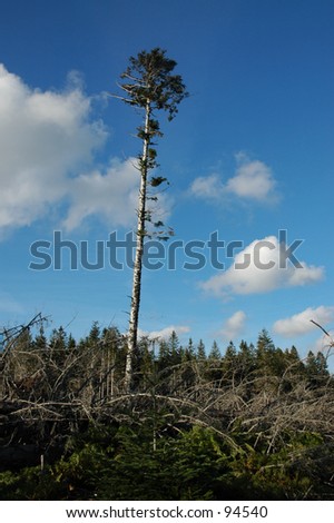 sole survivor tree germany