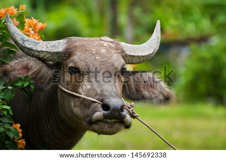 Buffalo in Rice fields. It\'s animal for farmer in Thailand.