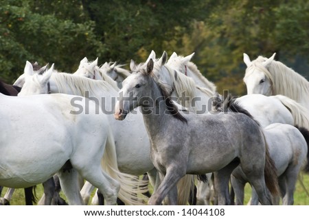 The runing horses, horse-breeding farm Kladruby nad Labem, Czech Republic, Central Europe