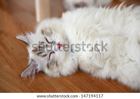 White persia cat