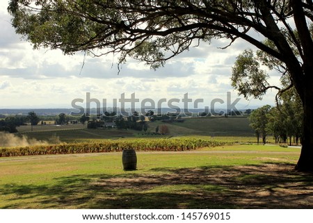 Vineyards at a winery in Hunter Valley, New South Wales, Australia