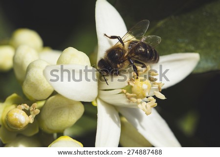 Pollination of an orange tree flower, with a bee
