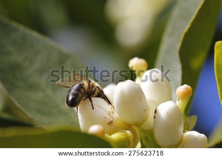 Pollination of an orange tree flower, with a bee
