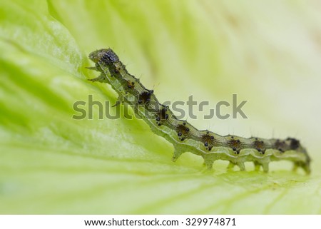 Macro green animal walking with caterpillar