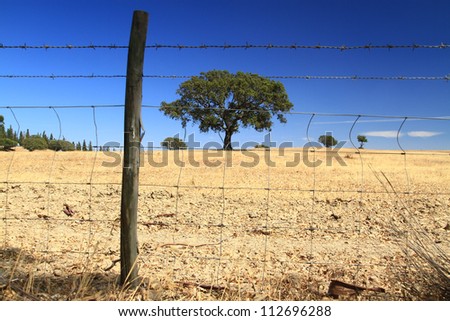 Land, tree and farm fence, Alentejo, Portugal