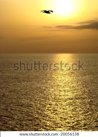 Golden sunset, sea  and gull