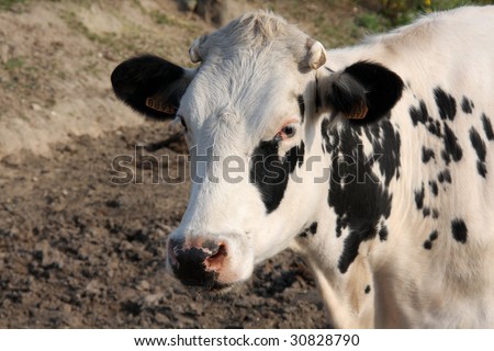 White and black cow face closeup looking at camera in a farm