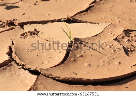 Green plant in dry land