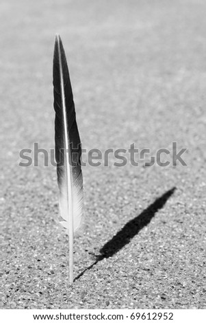 Single bird feather (black and white photo)