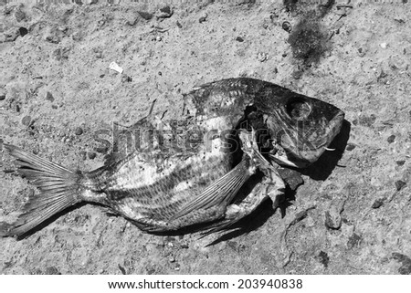 Fish out of water (black and white photo)