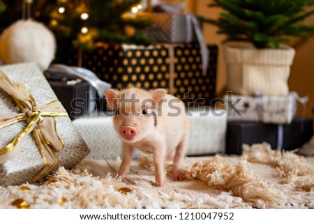 A baby mini-pig under a Christmas Tree with presents, symbolizing the upcoming 2019 New Year (Year of a Pig)