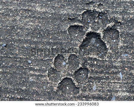 Background, Dog footprint on concrete