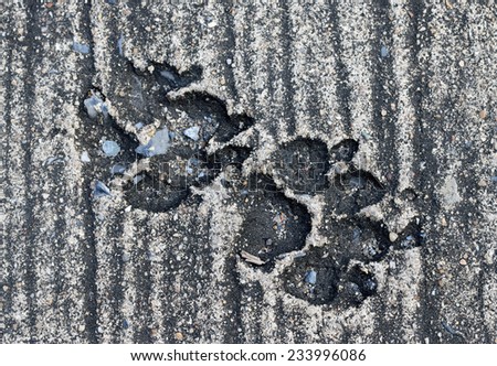Background, Dog footprint on concrete