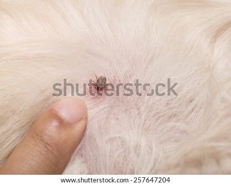 tick on a dog skin
