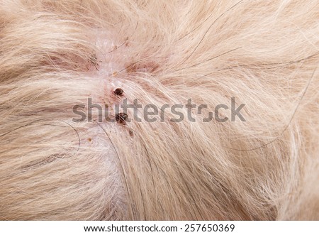tick on dog skin