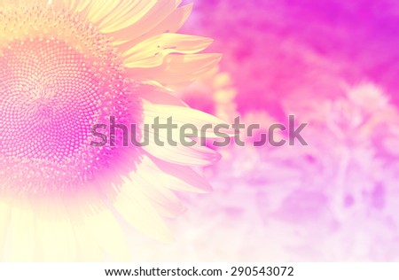 sweet flowers in soft style for background