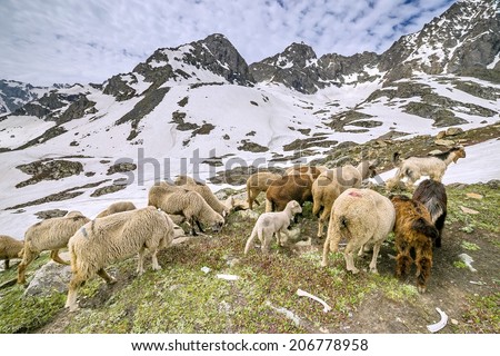 Sheep on hill with snow