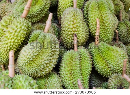 Durian nature fruit in southeast asia