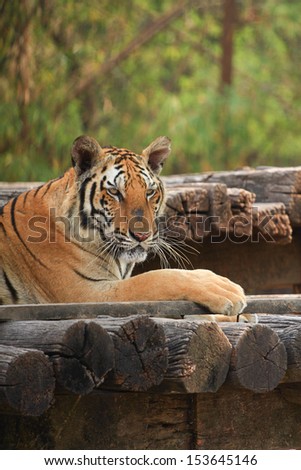 Bengal Tiger sitting on the wood