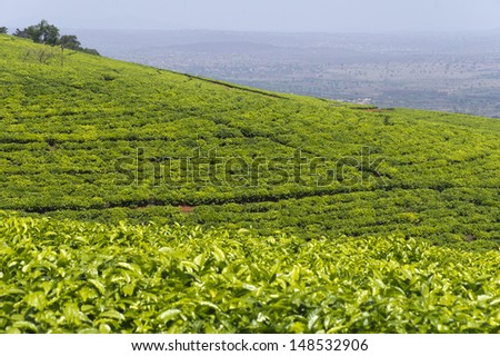 Tea plantation in South Africa
