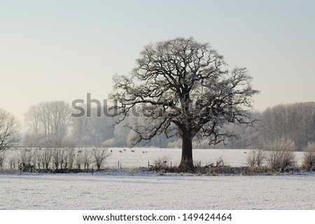 Stand alone tree in a Dutch landscape