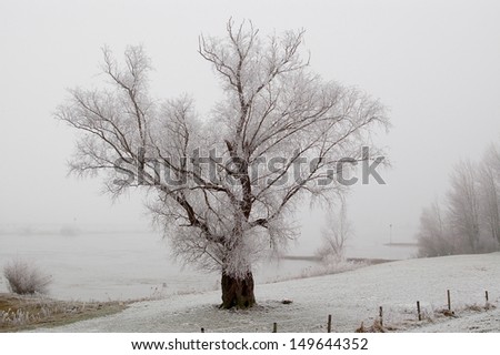 Lonely frozen tree by the river