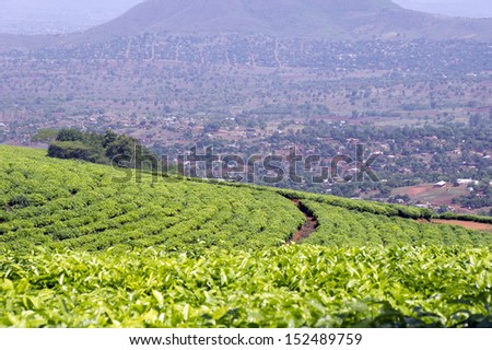 View on tea plantations in South Africa