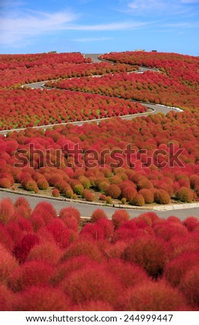 Mountain, Cosmos and Kochia at Hitachi Seaside Park in autumn with blue sky and lover at Ibaraki, Japan