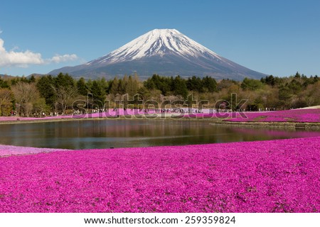 Japan Shibazakura Festival with the field of pink moss of Sakura or cherry blossom with Mountain Fuji in background