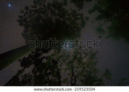 Starry night at Borneo jungle with tree silhouette and twinkle star. Visible noise due to high ISO and soft image due to wide aperture and motion blur due to long exposure.