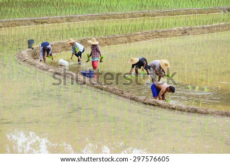 Kiulu Sabah Malaysia-July 18, 2015:A group of unidentified farmers planting paddy using traditional method at Kiulu Sabah.Most farmers in this area grow paddy for self sufficiency once a year.