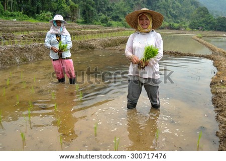 Kiulu Sabah Malaysia-June 20, 2013:Unidentified farmers planting paddy using traditional method at Kiulu Sabah Malaysian Borneo.Most farmers in this area grow paddy for self sufficiency once a year.