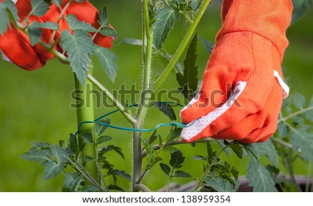 Staking cocktail tomato plants, gardening concept