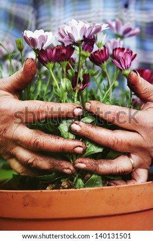 Senior hands holding flowers, gardening concept