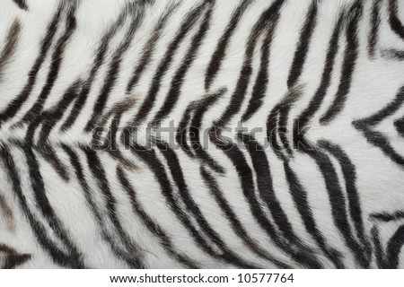 animals wallpaper african safari tigers. stock photo : White animal