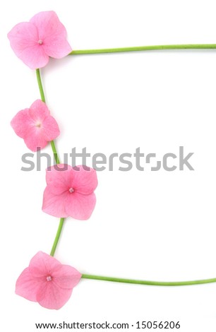 pink flowers borders. stock photo : Pink flowers