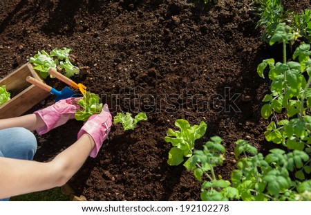 Woman planting lettuce and tomatoes, gardening concept