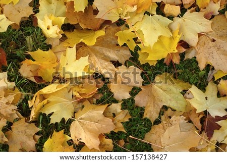 Autumn background from yellow maple leaves close up which fell down to the earth