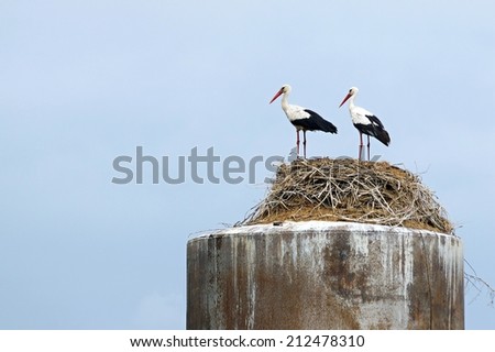 two birds storks stand on the feet together nearby in a nest from dry branches on an old water tower and synchronously turned the heads aside