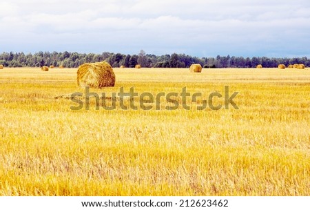 big field with round sheaves of yellow straw after a crop harvest and the blue sky and a green forest belt on the horizon