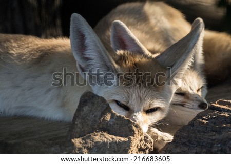 wild dog fennec with huge ears laid down and squints against the sun