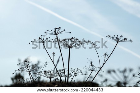 black silhouettes of umbrellas or brushes of dry plants of flowers and herbs against the blue sky