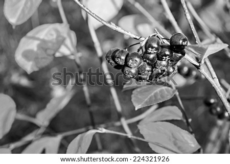berry cluster of fruits black mountain ash of monochrome tone